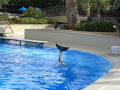 062 Secret Garden Mirage